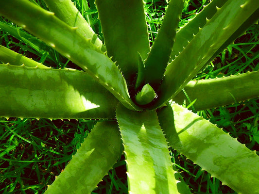L’aloe vera coréen : hydratation et fraîcheur pour toutes les peaux