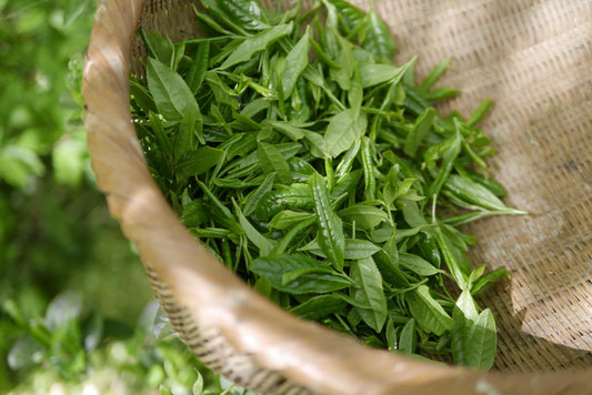 Le thé vert : un ingrédient phare de la skincare coréenne - Beautylau