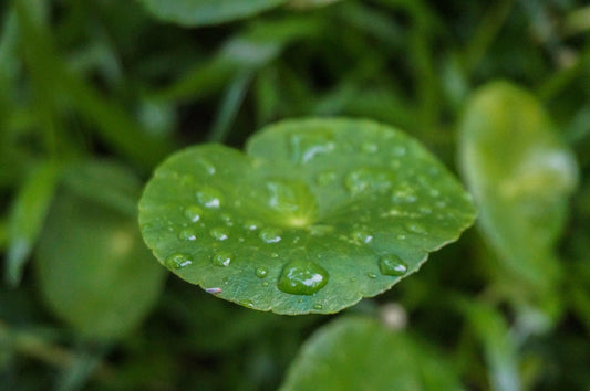 Centella Asiatica : l’ingrédient apaisant star de la kbeauty - Beautylau