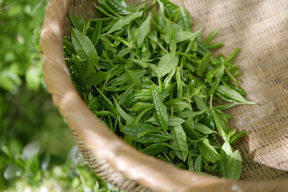 Le thé vert : un ingrédient phare de la skincare coréenne - Beautylau