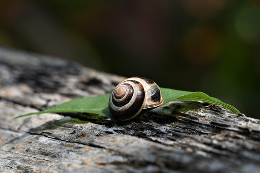 Bave d’escargot et skincare coréenne : un ingrédient miracle ? - Beautylau